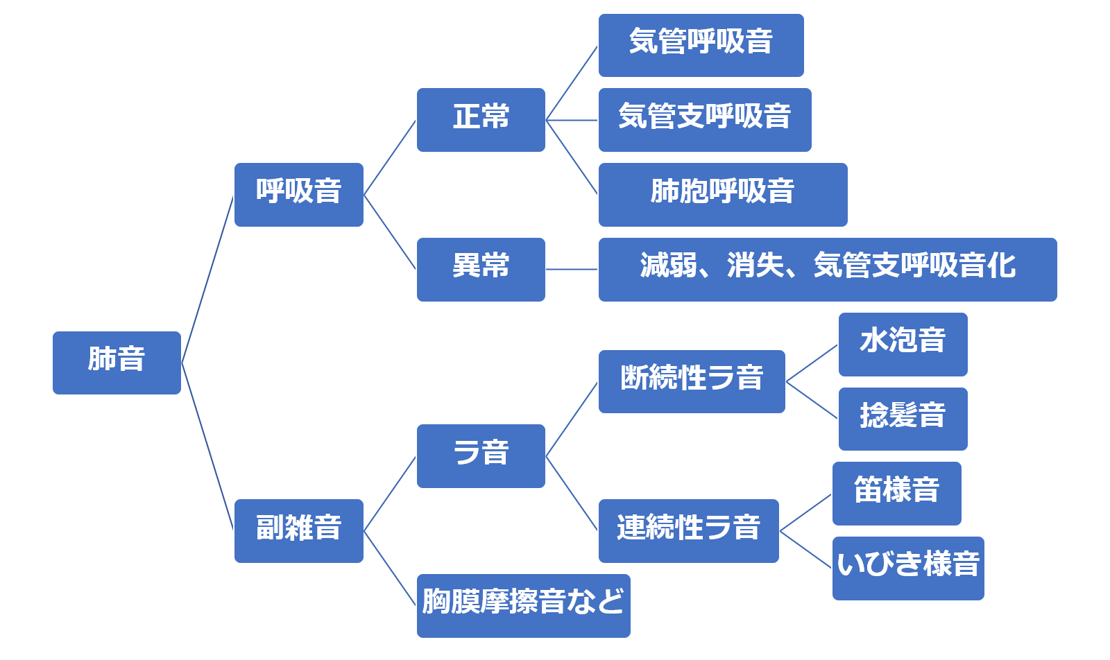 呼吸音（肺音）と聴診 My Reha Note